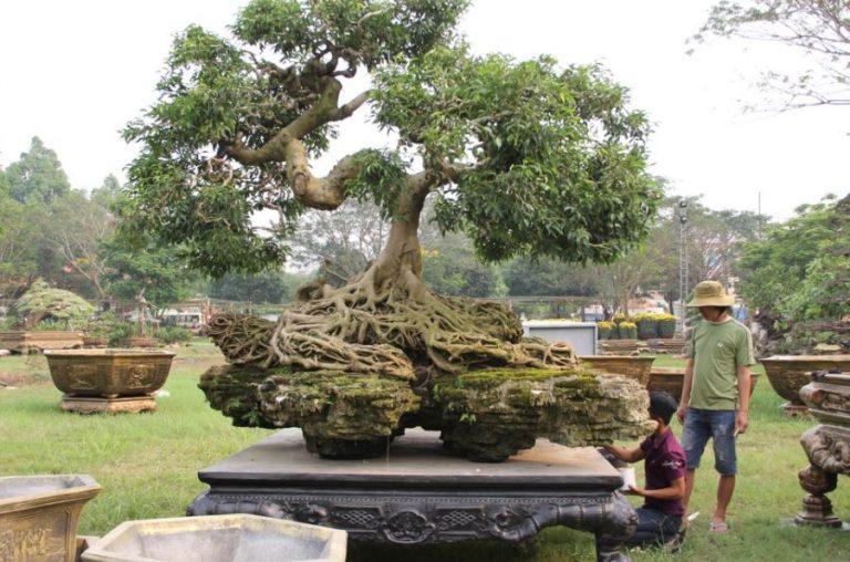 Vận chuyển cây cảnh như thế nào khi chuyển nhà?